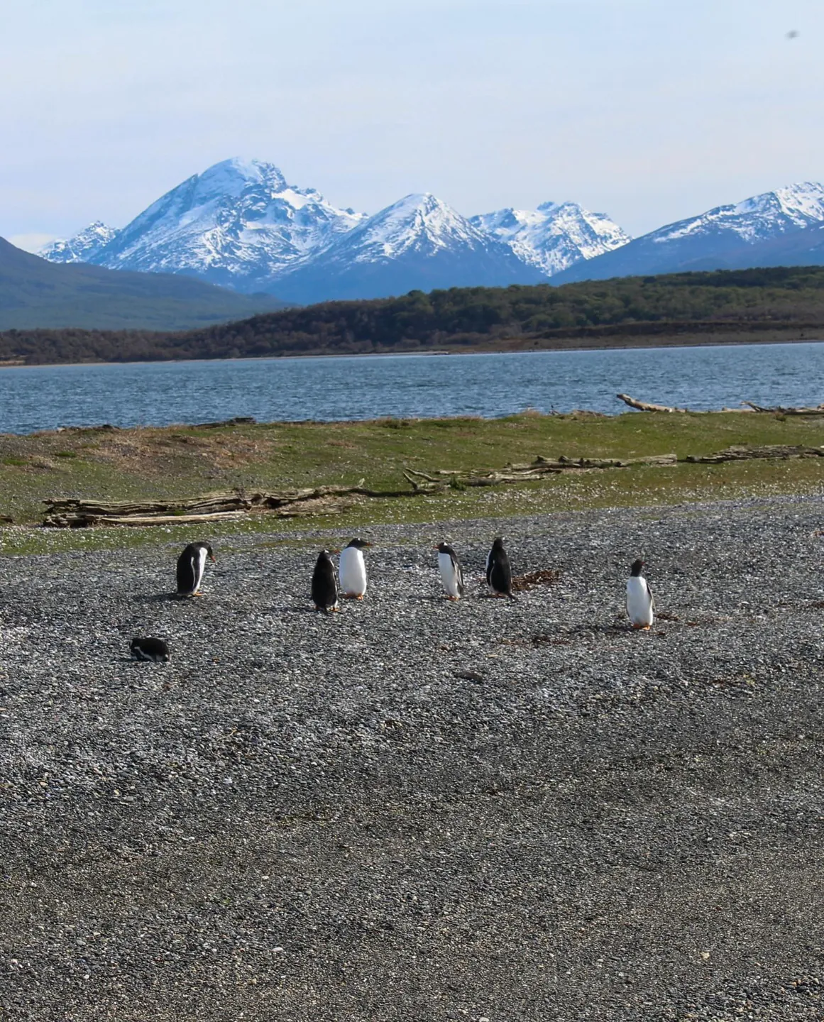 Pinguins numa praia de pedrinhas com montanhas nevadas ao fundo